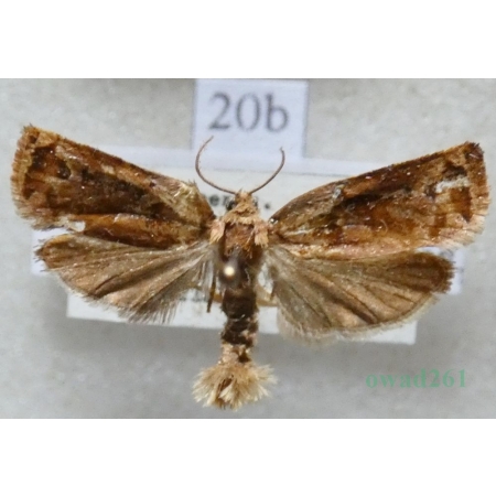 Archips oporana (Linnaeus, 1758) Zwójka sosnówka Czech20b
